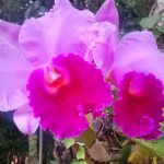 pink orchid