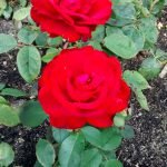 red rose