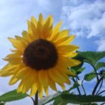 sunflower in a home garden