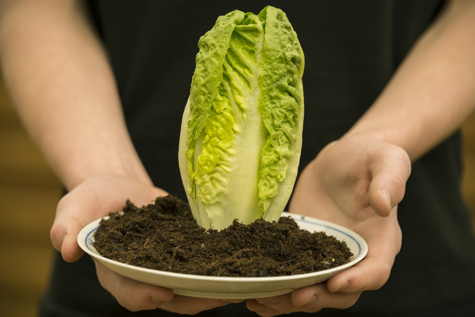 Grow your own food, save money and eat better!