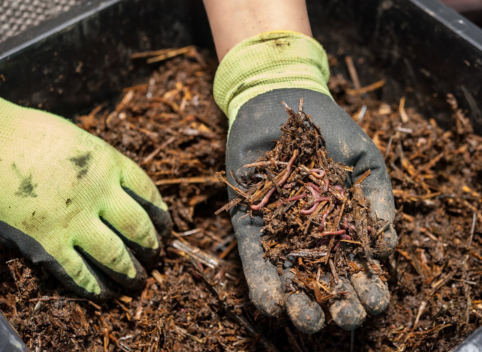 Making your own wormery
