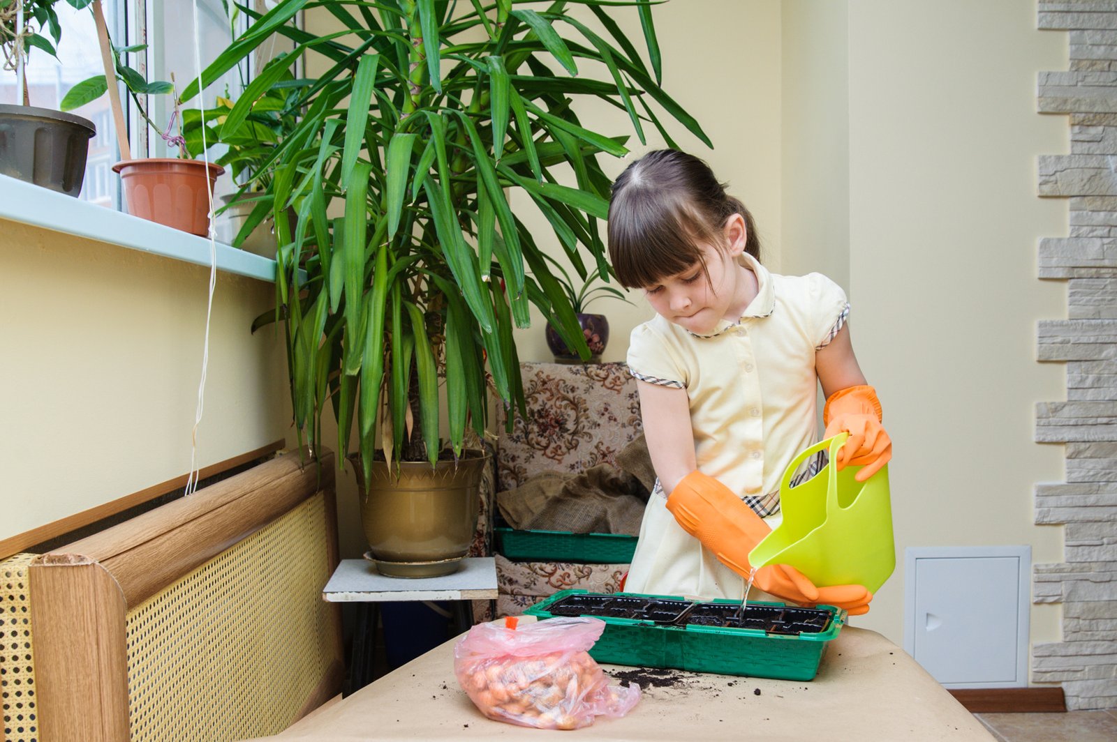 Indoor Garden: tips and solutions