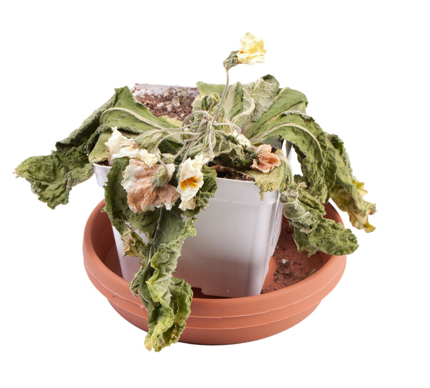 3 reasons why plants die and how to prevent it