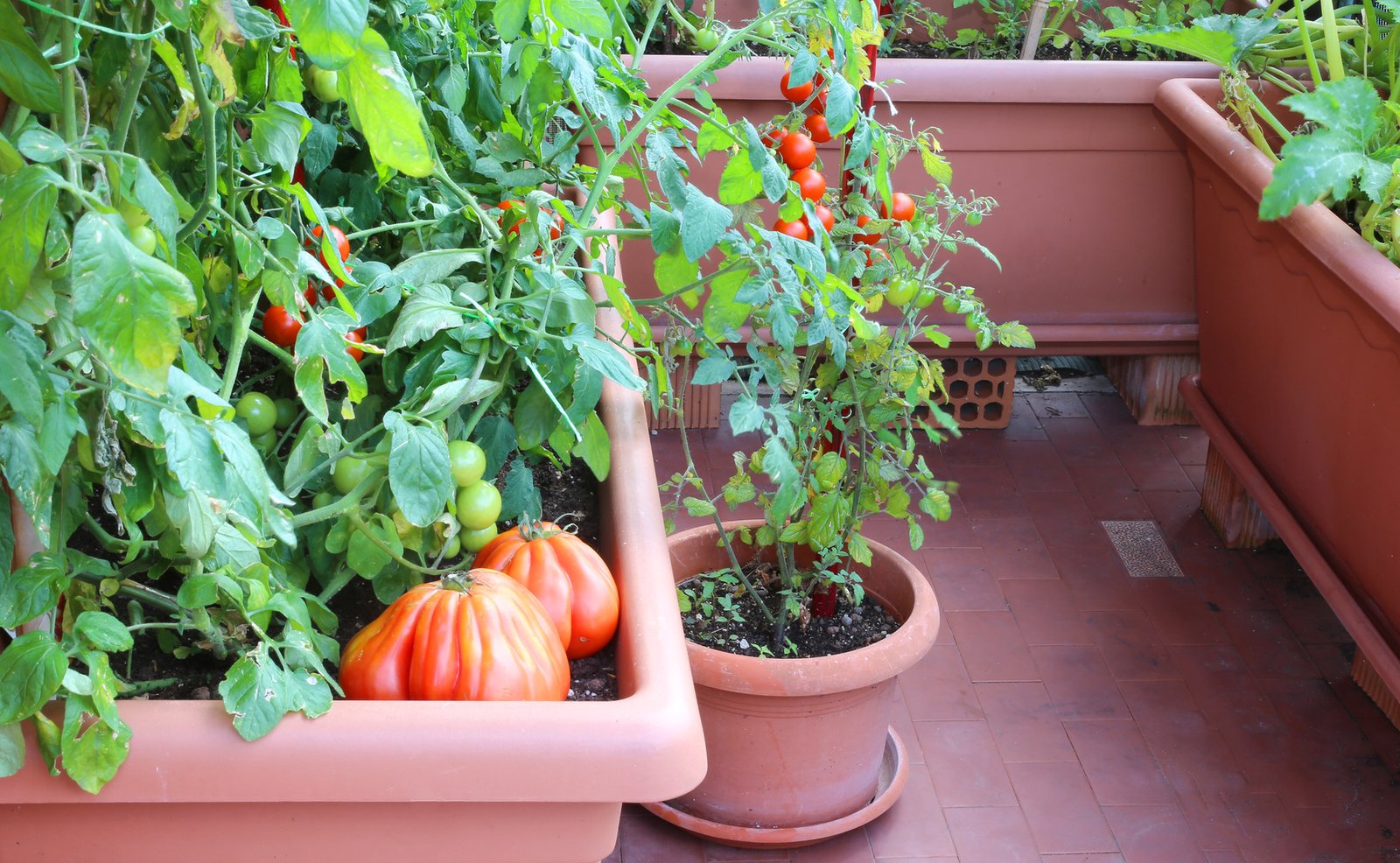 Vegetable Container Gardening